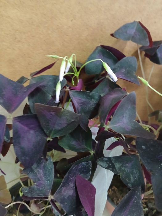 Кислица оксалис бабочка