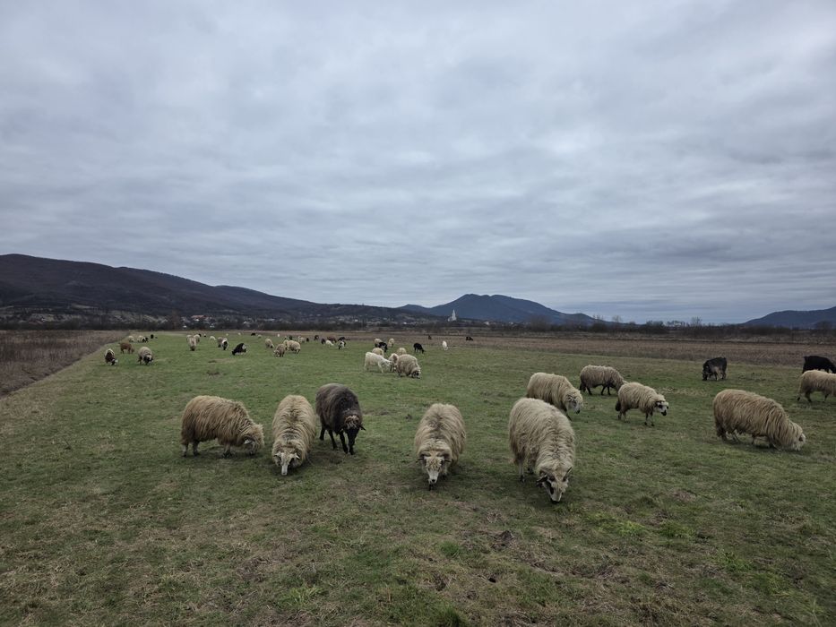 Vând 34 de oi 30 mature din care 15 sunt cu mieii  si 3 miele