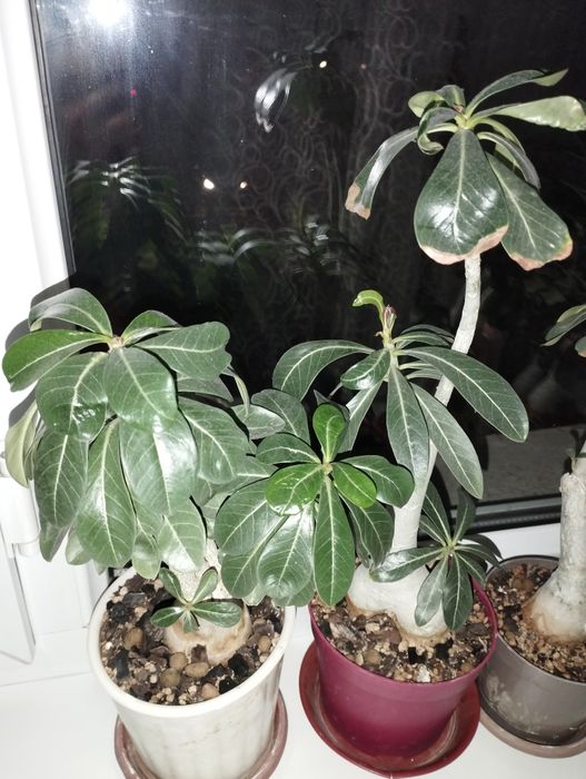 Адениум - роза пустыни