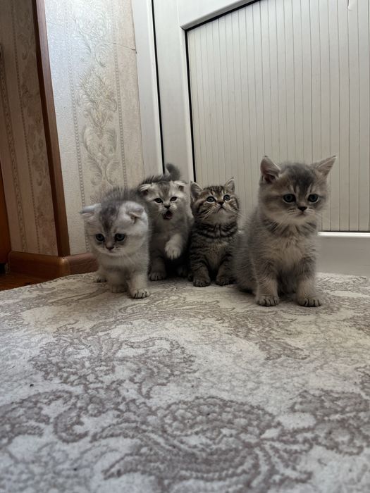 Scottish fold and stright