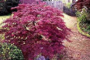 Японски клен\Acer palmatum Atropurpureum (ПРОМОЦИЯ)