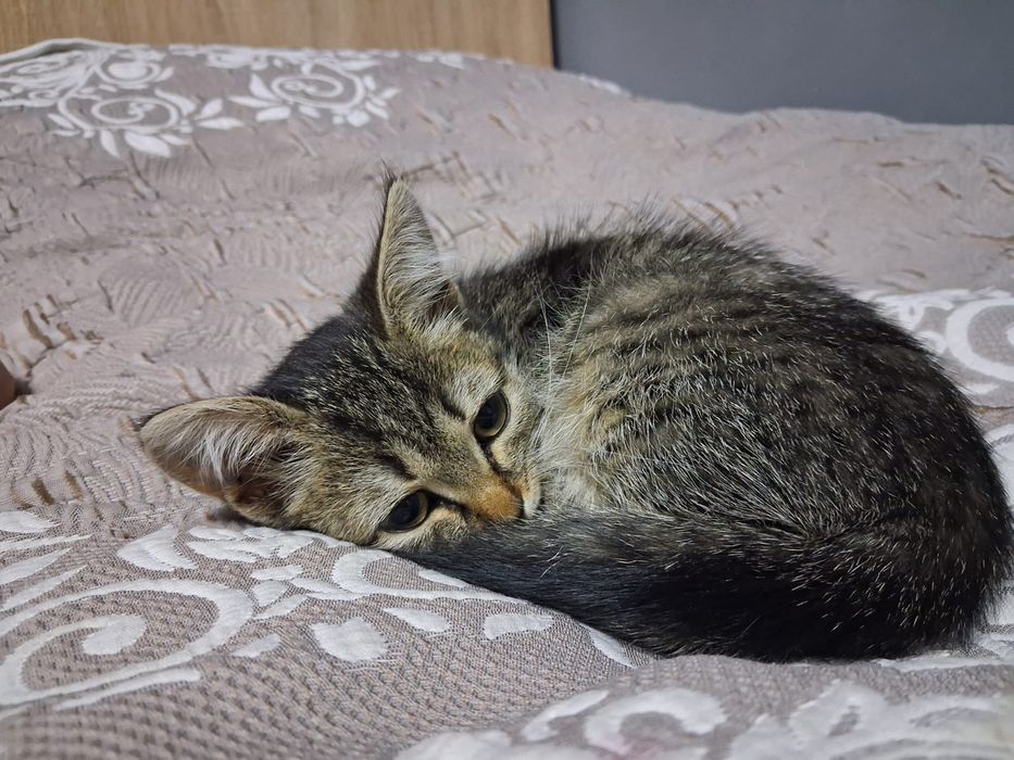 Отдам котенка в добрые руки !