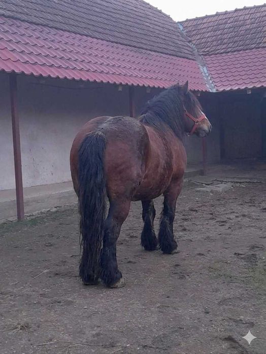 Cal de vanzare! Vând urgent!