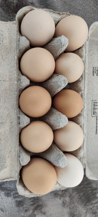 Vând ouă gaina proaspete