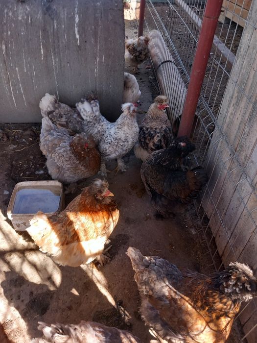 Ouă de incubat Moțate