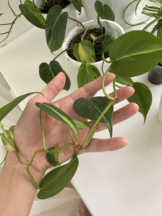 Эпипремнум грин