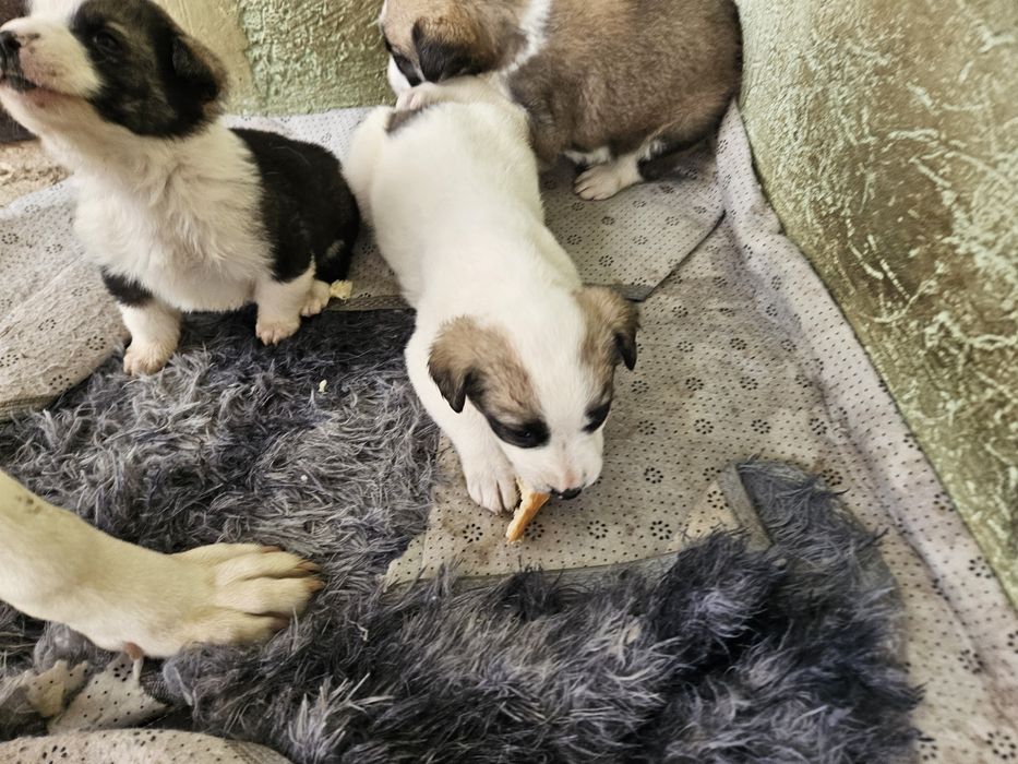 Щенки в добрые руки бесплатно