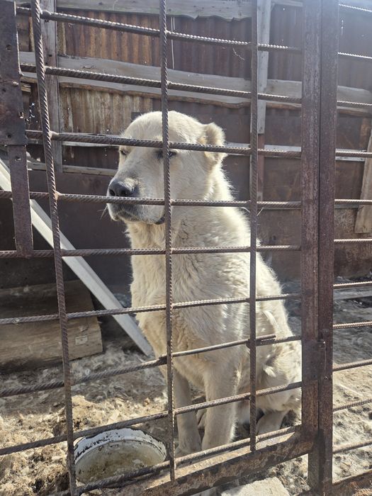 Продам щенка Алабай