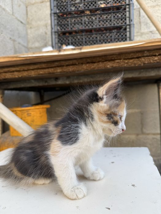 Отдам бесплатно котят