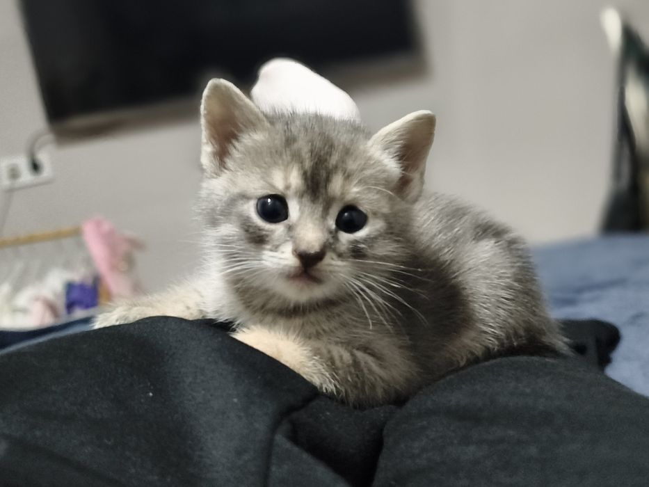 Отдам котят в добрые руки