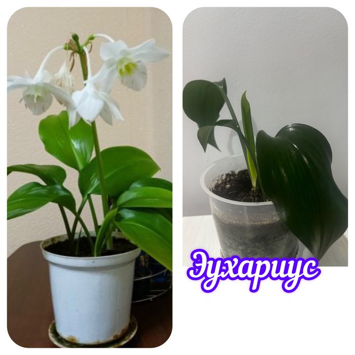 Продам комнатные цветы