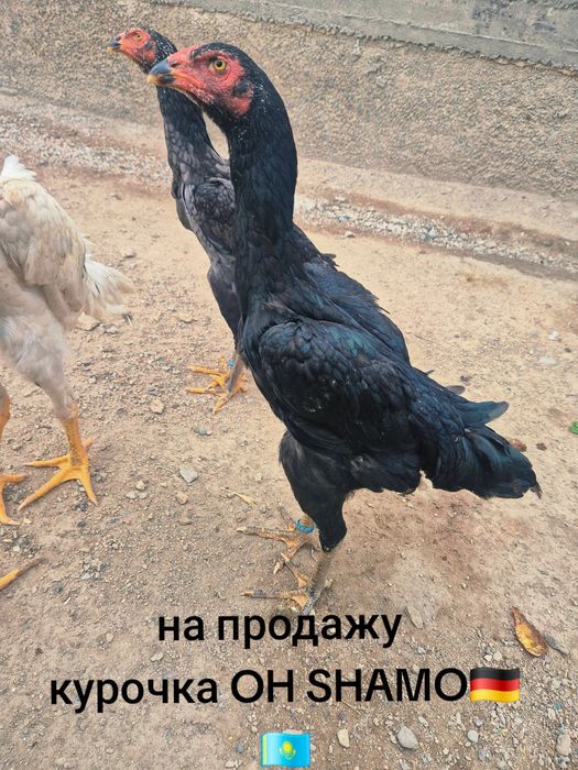 Продам молодняк..