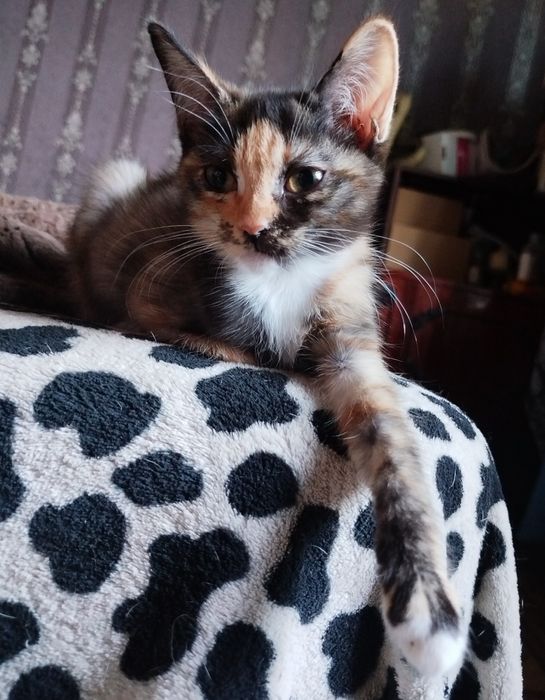 Котята! Бесплатно с доставкой