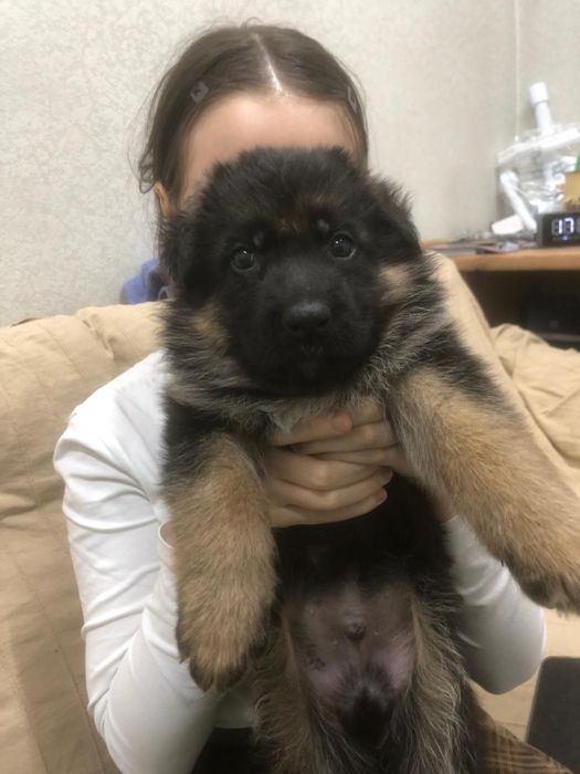 щенки немецкая овчарка