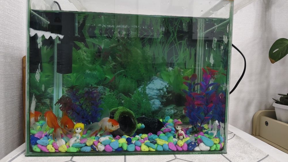 Балықтарымен аквариум/ аквариум с рыбками