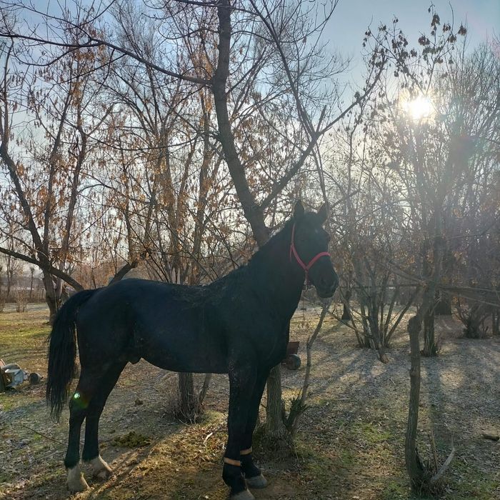 Айгыр, порода Карабайыр