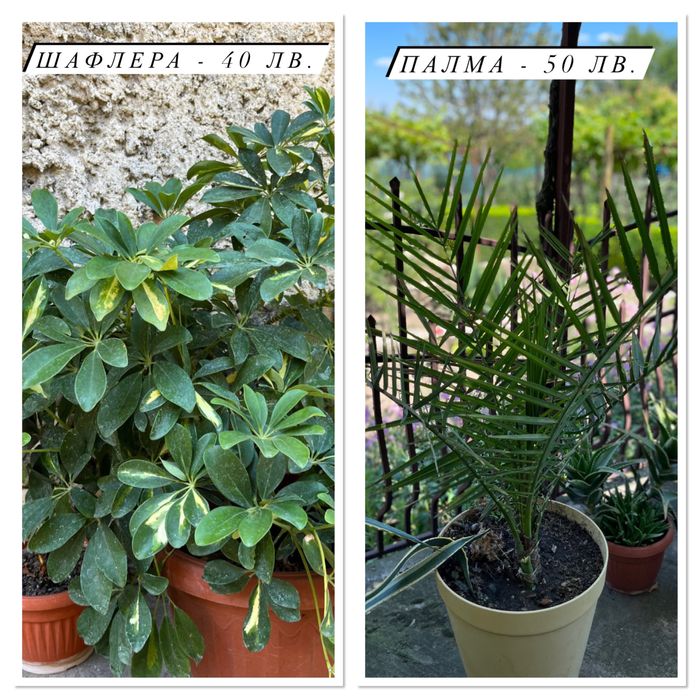 Цветя - Филодендрон, Юка, Бенджамин и други