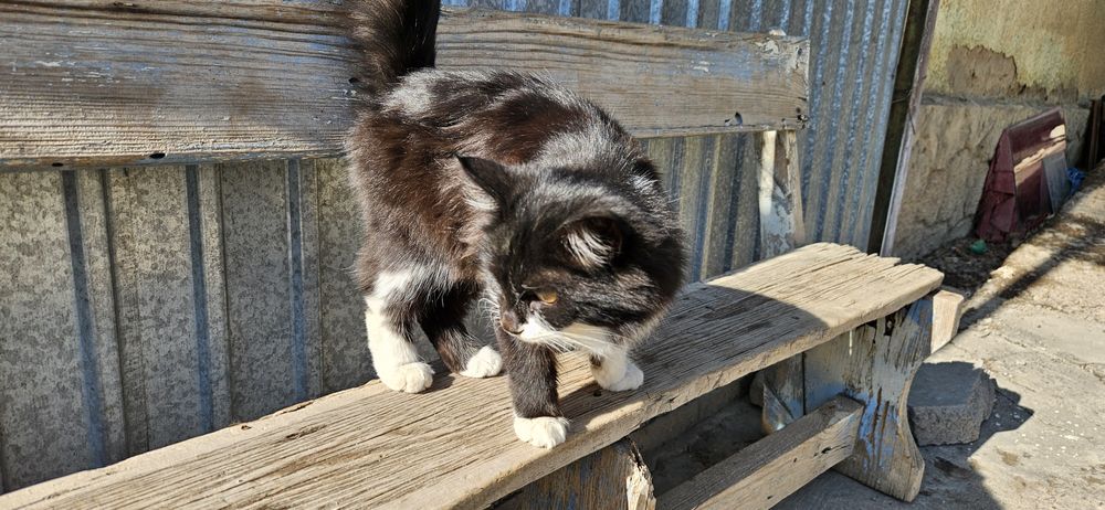 Отдам котят добрым людям