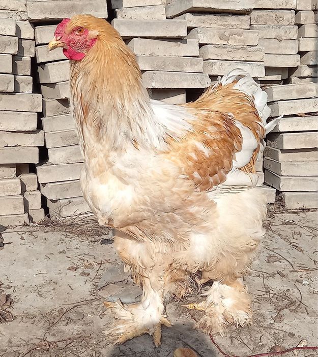 Петухи брама.