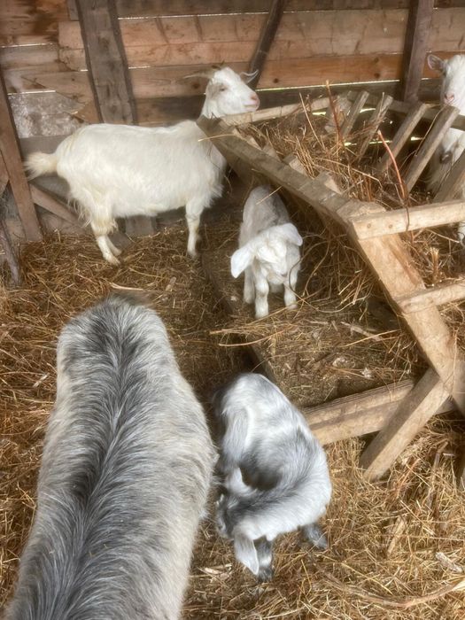 Vand 7 capre de lapte, 2 sunt cu iezii