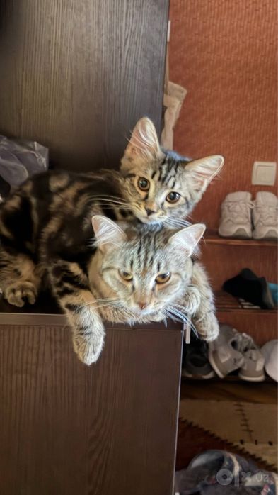 Кошка и котенок ищут новый дом!