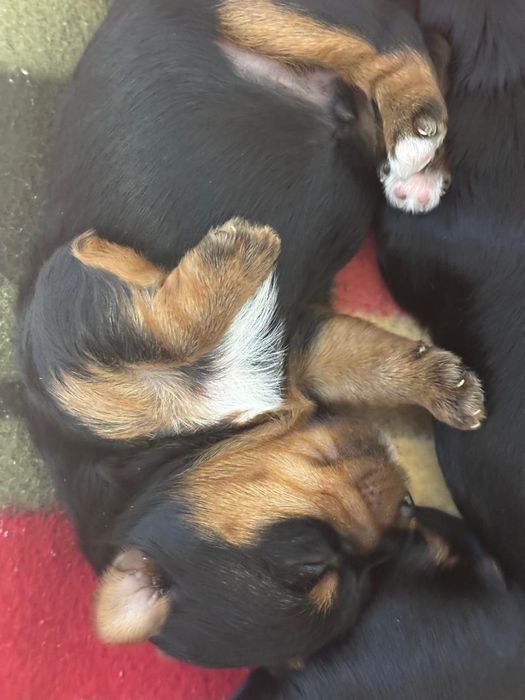 Продам щенков йоркширский терьер