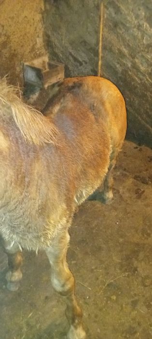 Mânz de 5 luni de vânzare