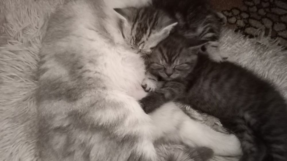 Отдам котят бесплатно