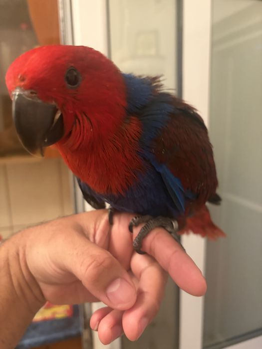 Papagal eclectus, femela 2026