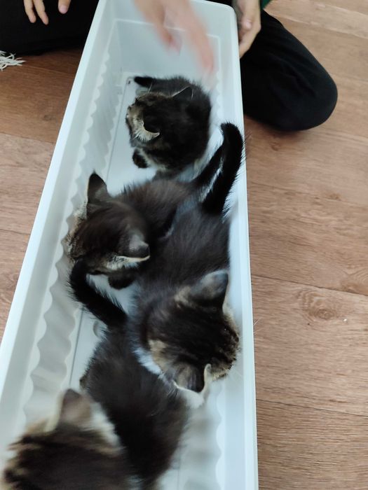 Котята в добрые руки