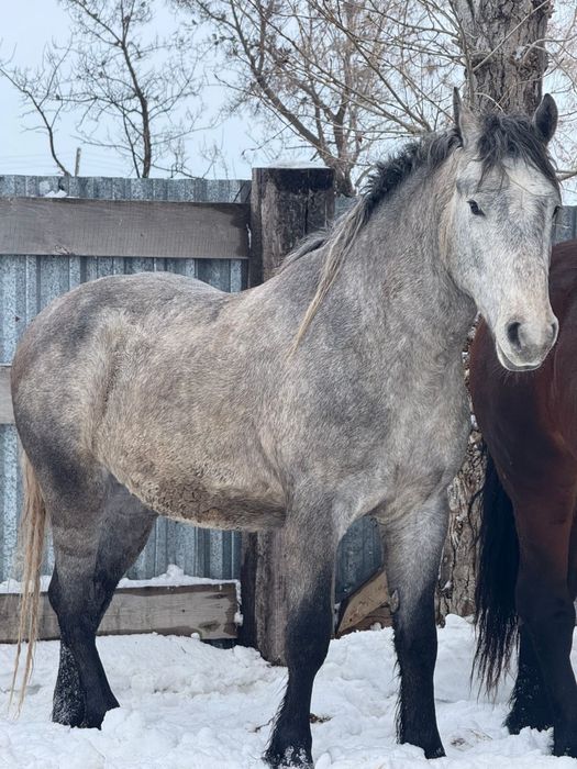 Продам лошадей новаалтайских жеребцов