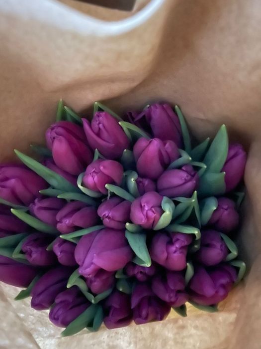 Тюльпан передзаказ