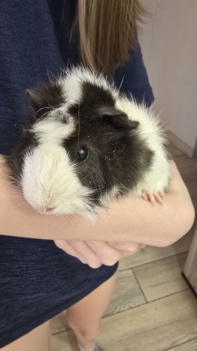 Продам морских свинок с клеткой