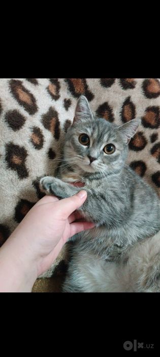 Кошка скотиш страйт