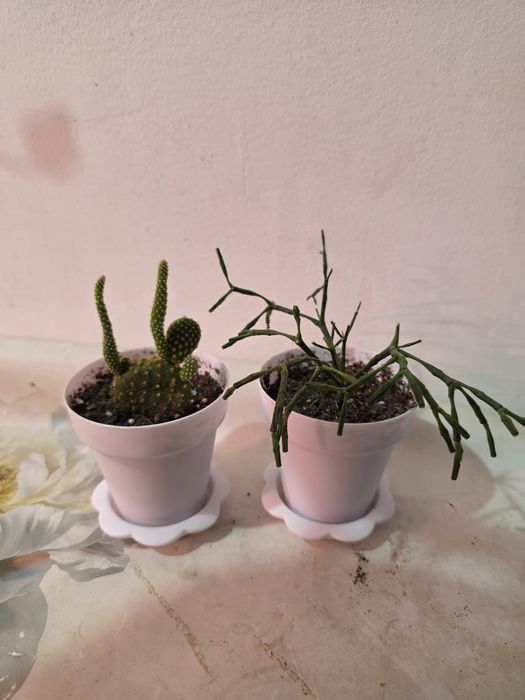 Комнатные растения косшы