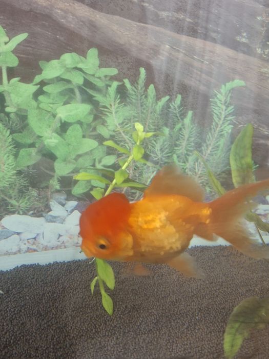 Золотая рыбка оранда