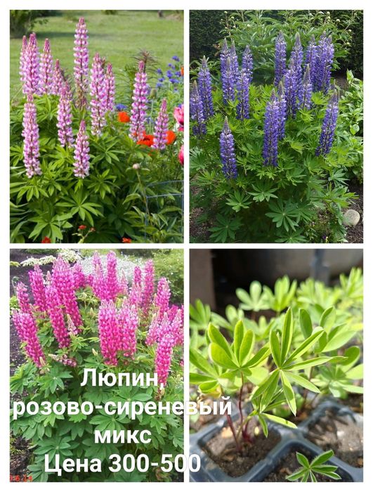 Люпин, многолетник
