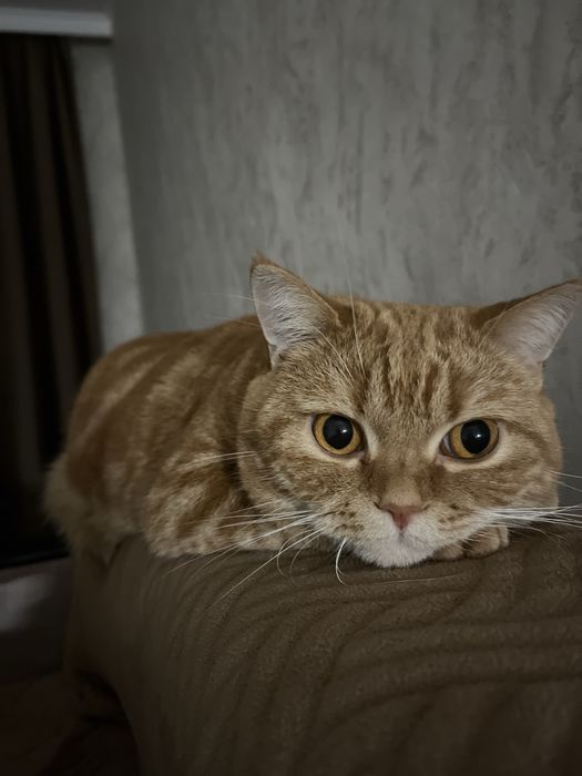 Британская короткошерстная кошка