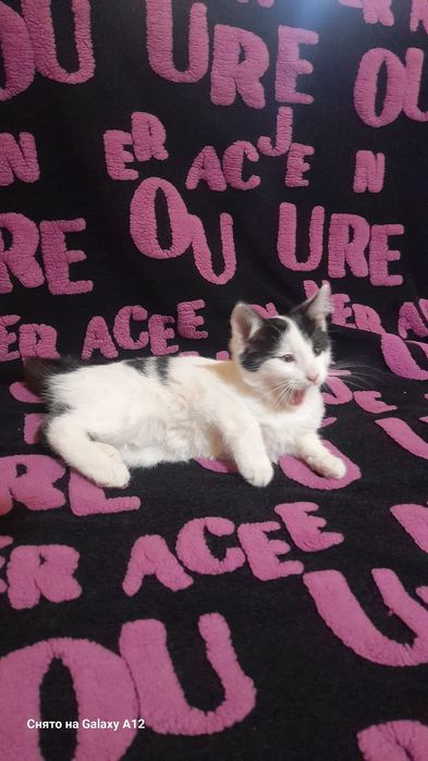 Котенок мальчик.