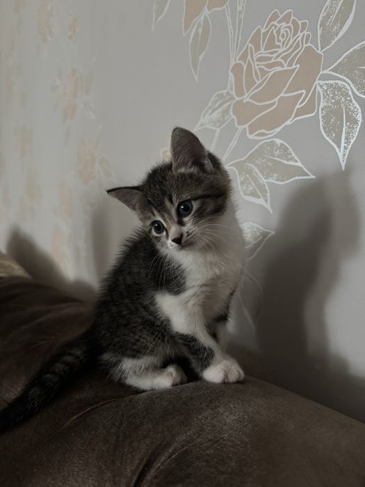 Отдам котят в добрые руки