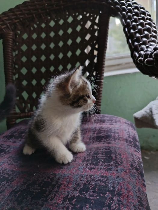 Продам котят веслоухие