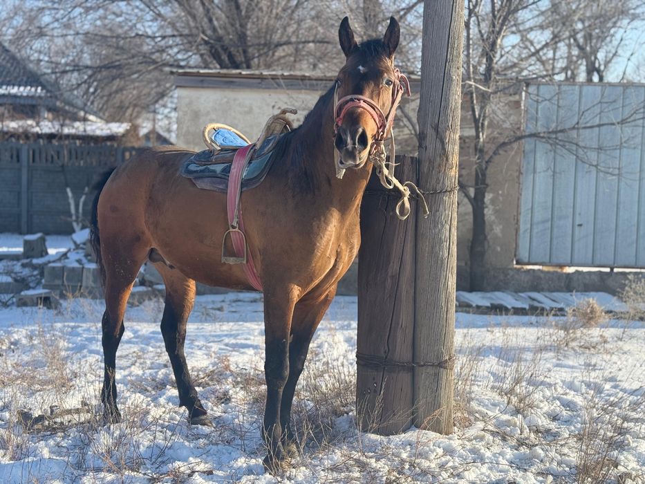 Продам лошадь срочно
