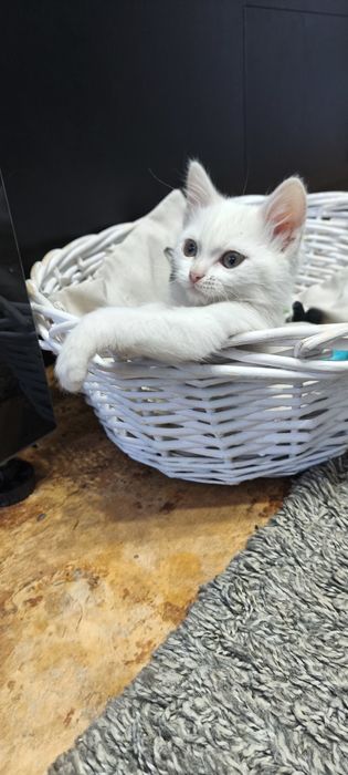 Котик в Добрые руки
