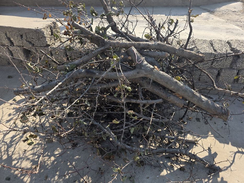 Дрова.O'tin,o'rik daraxtidan.