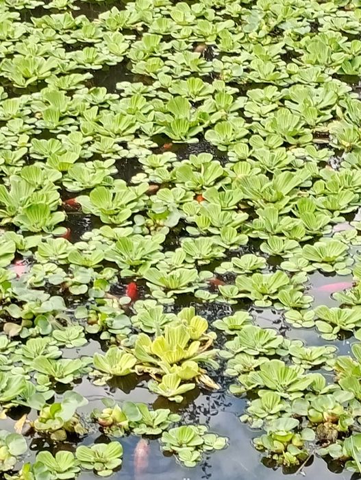 Salata de Nil -pistia. La sac-200 lei . Ofertă.