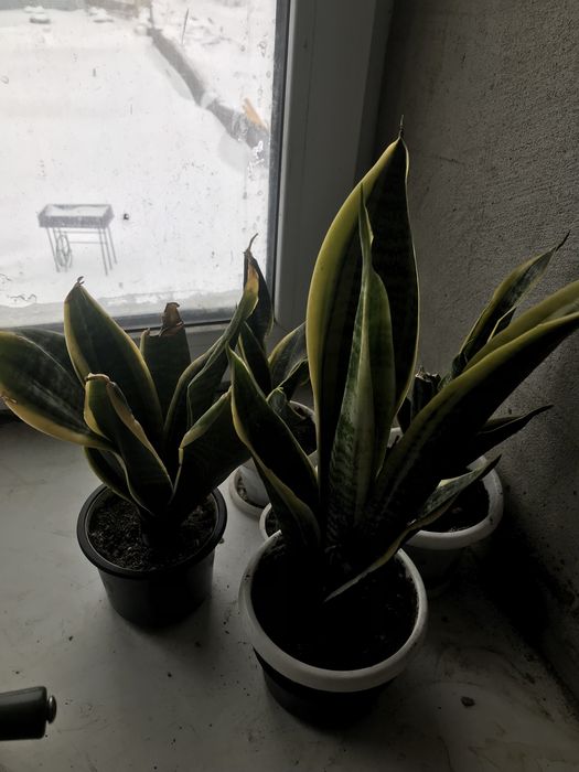 Цветок щучий хвост