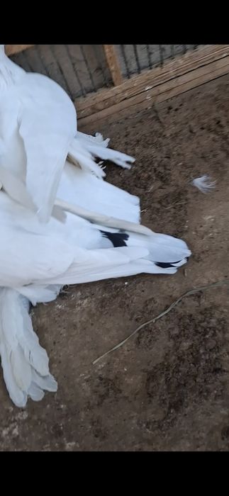 Голобиии духчубии