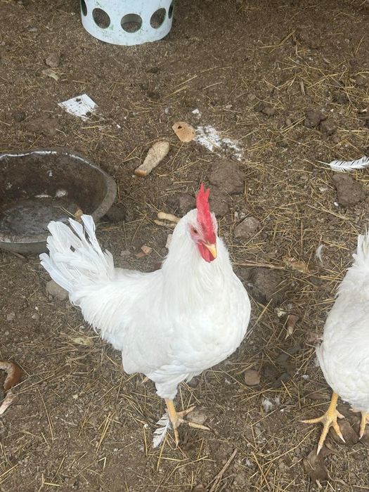 Әтеш парода леггорн