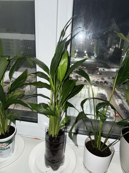 Женское счастье комнатные цветы