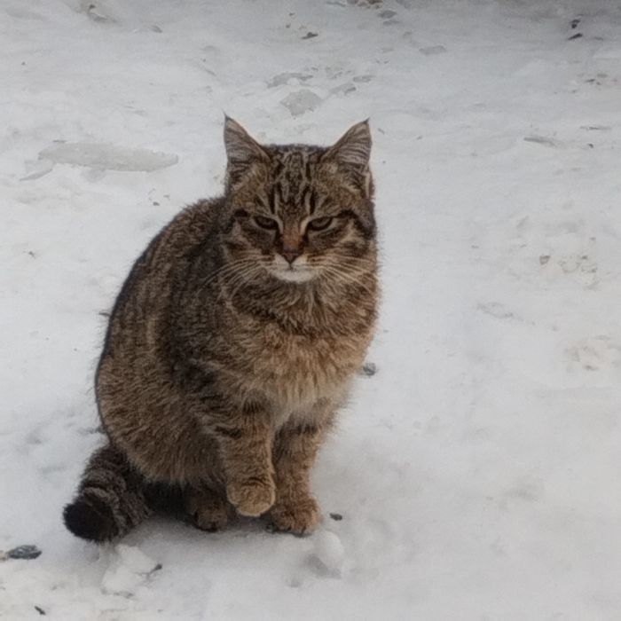 Кошечка-мышеловка